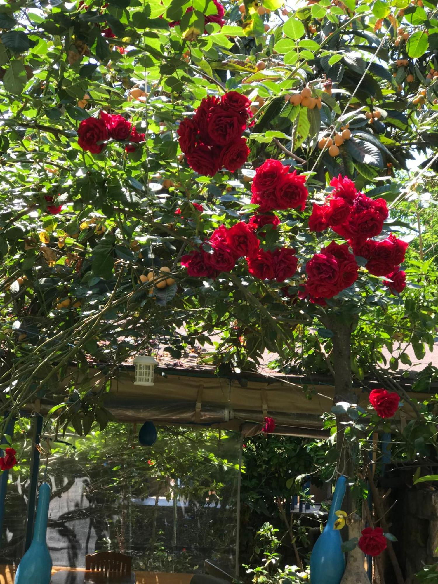 Likya Pansiyon Kaleucagız Exterior foto